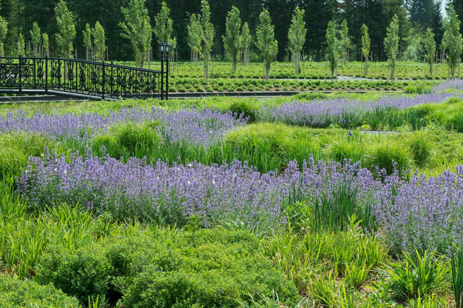 Многолетники