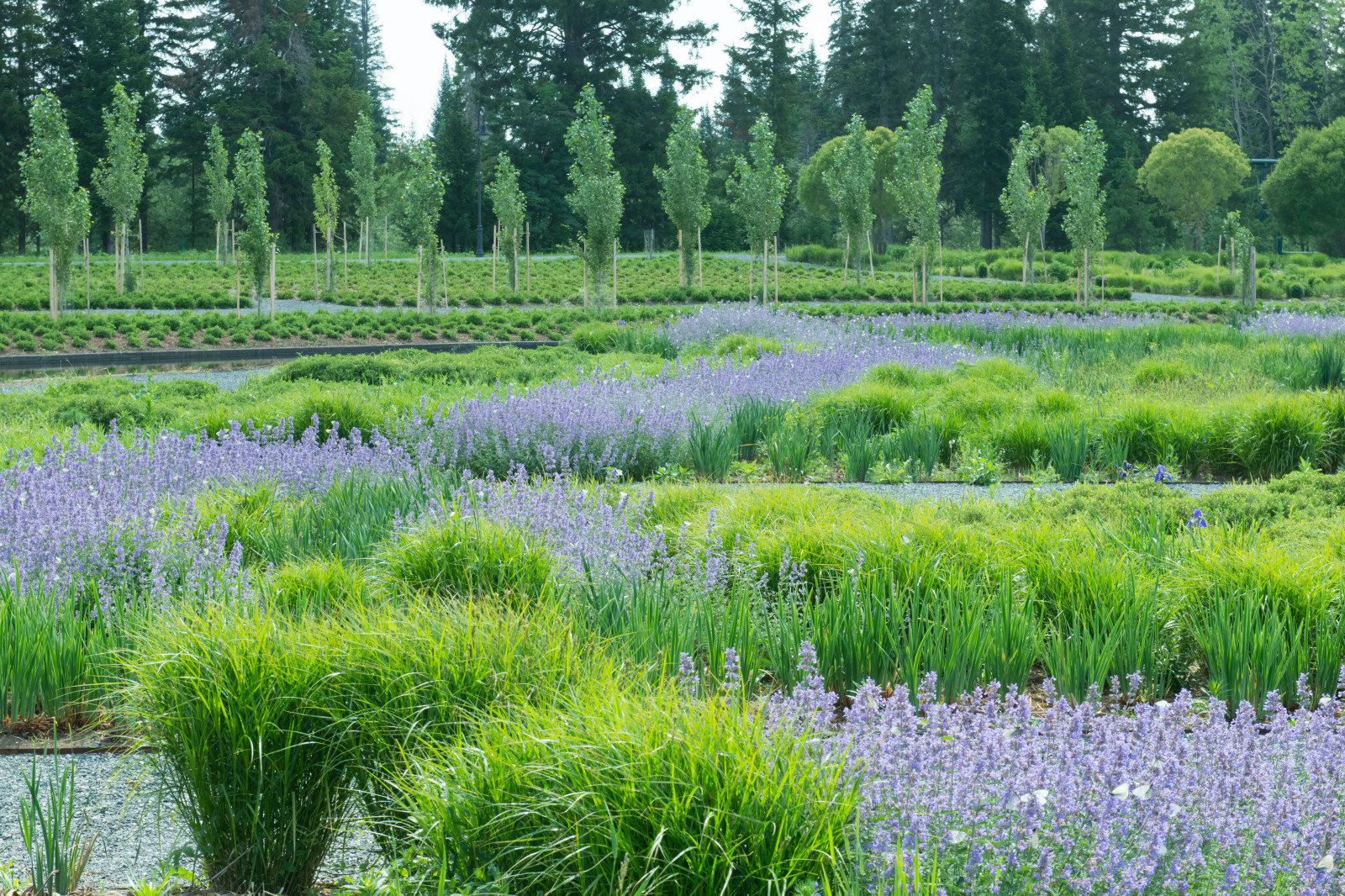Многолетники