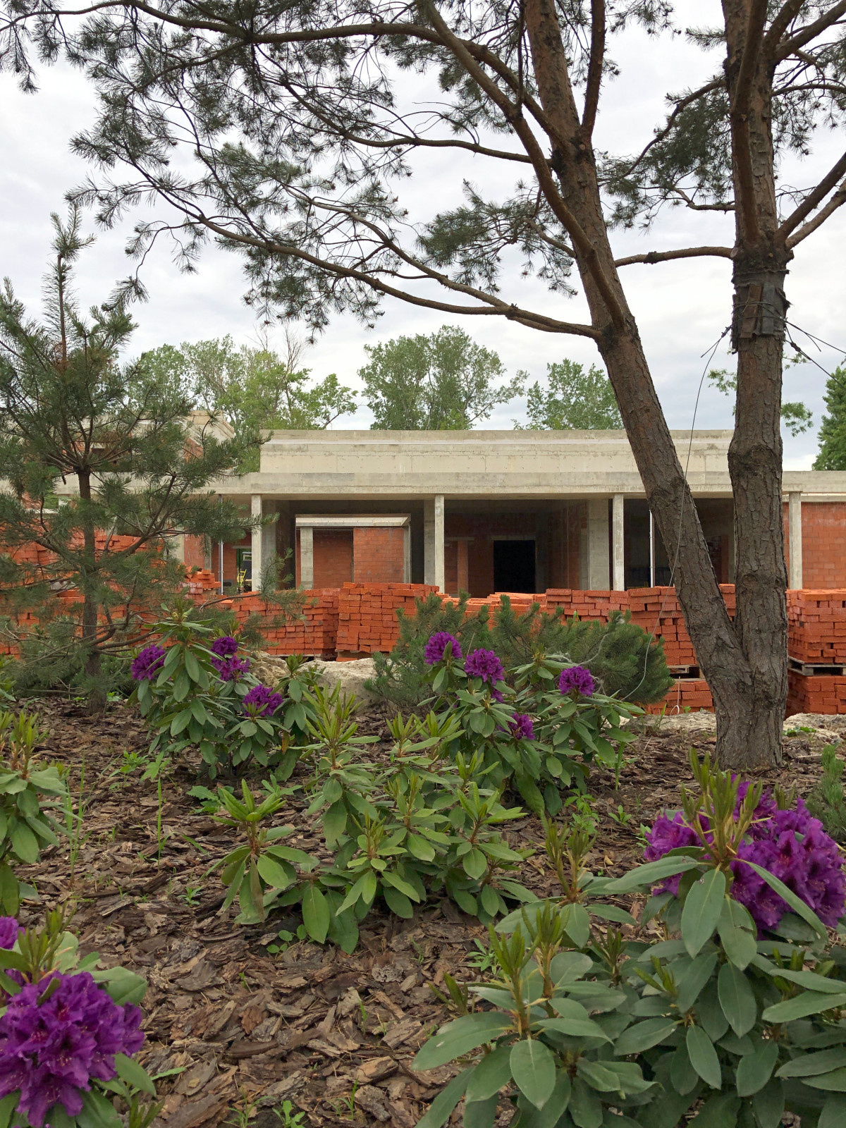 Цветение рододендронов