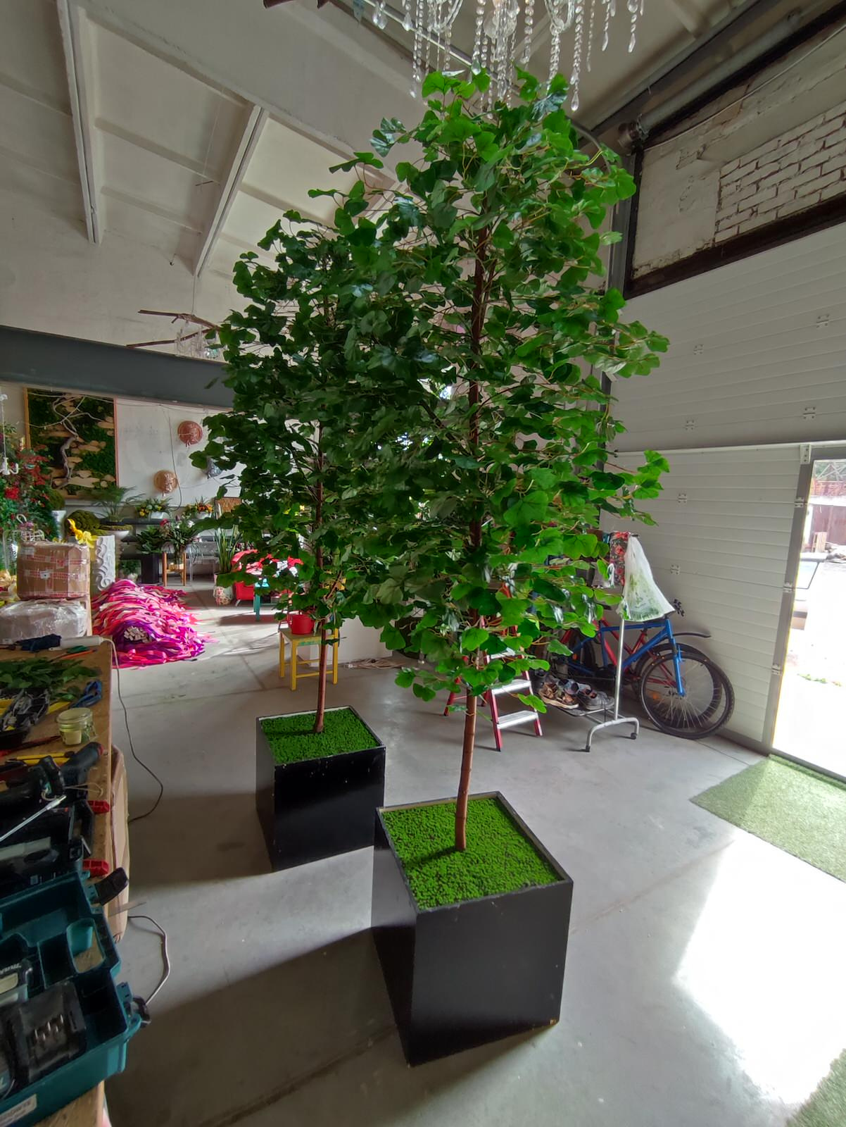 Дерево Гинко для LOGO