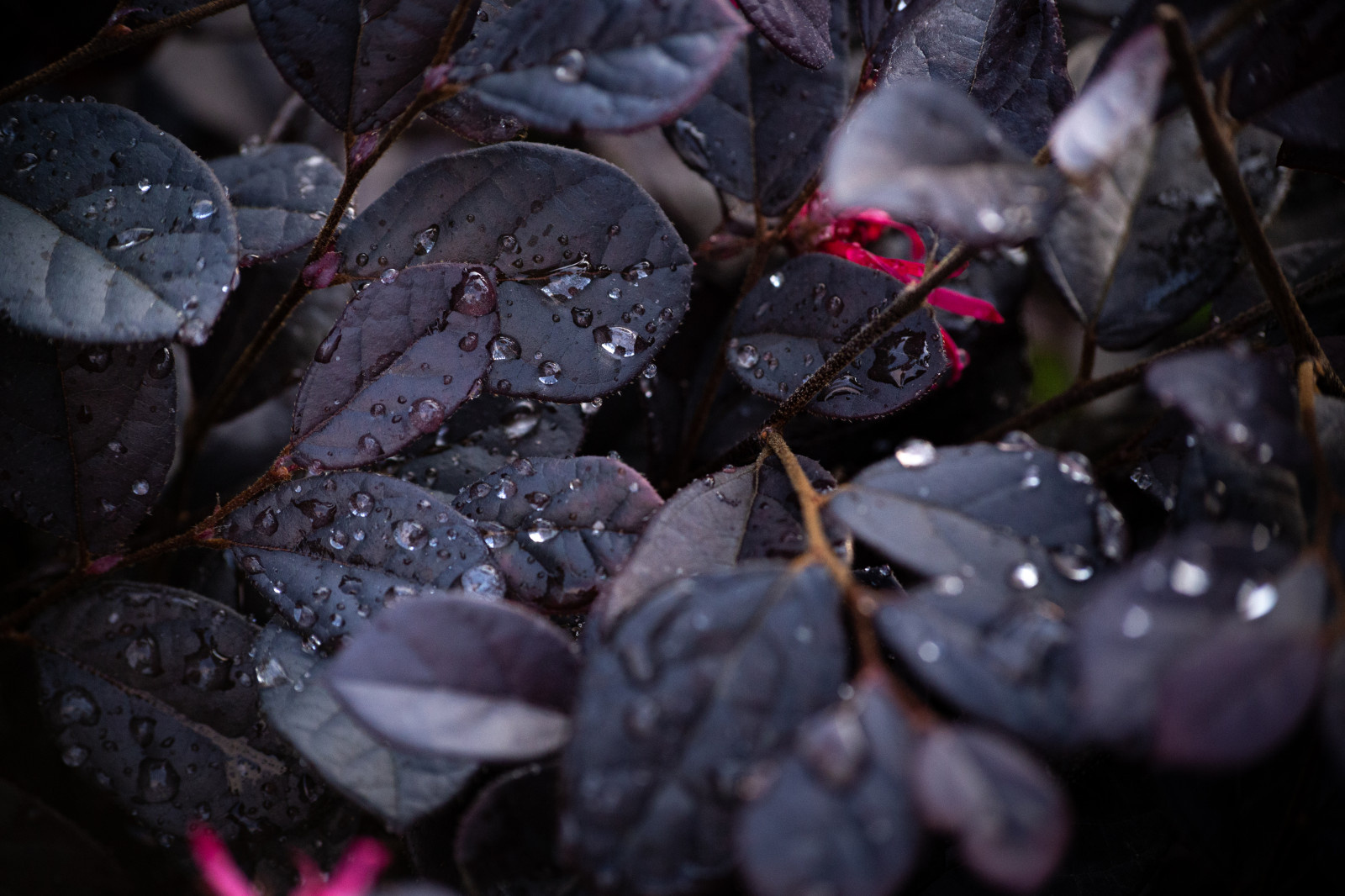 Ландшафтный Дизайн Сочи