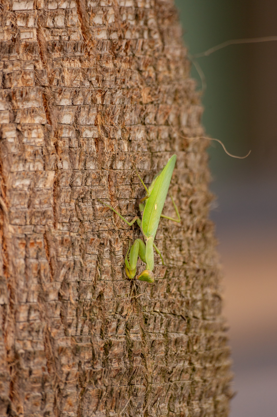 Лазурный Берег Сочи