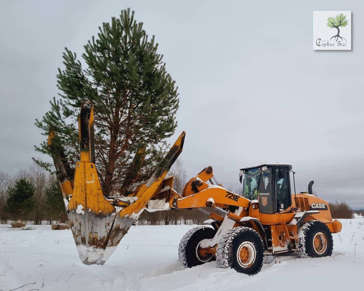 Пересадка крупномерных деревьев в Спб и Ленинградской области