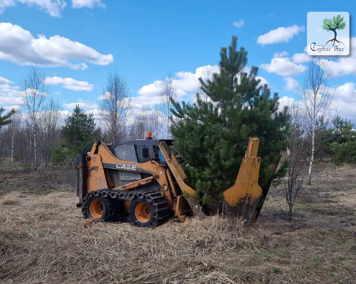 Пересадка крупномерных деревьев в Спб и Ленинградской области