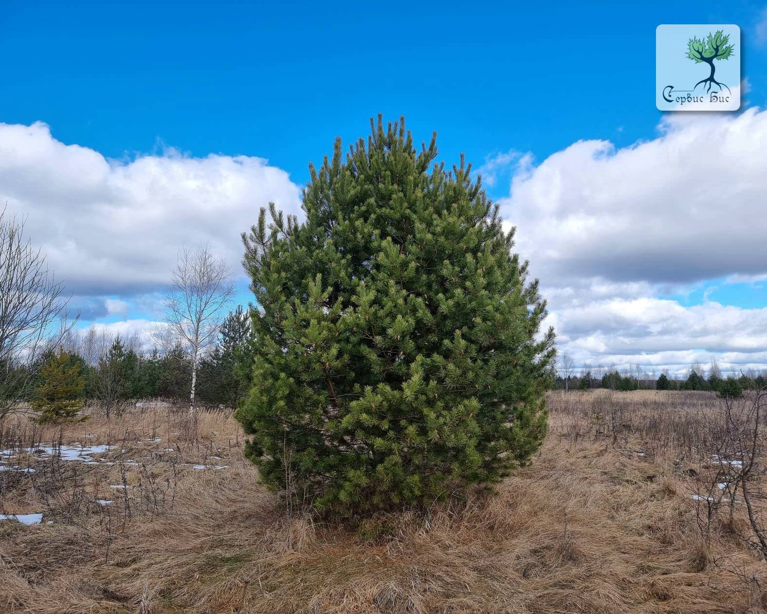 Пересадка крупномерных деревьев в Спб и Ленинградской области