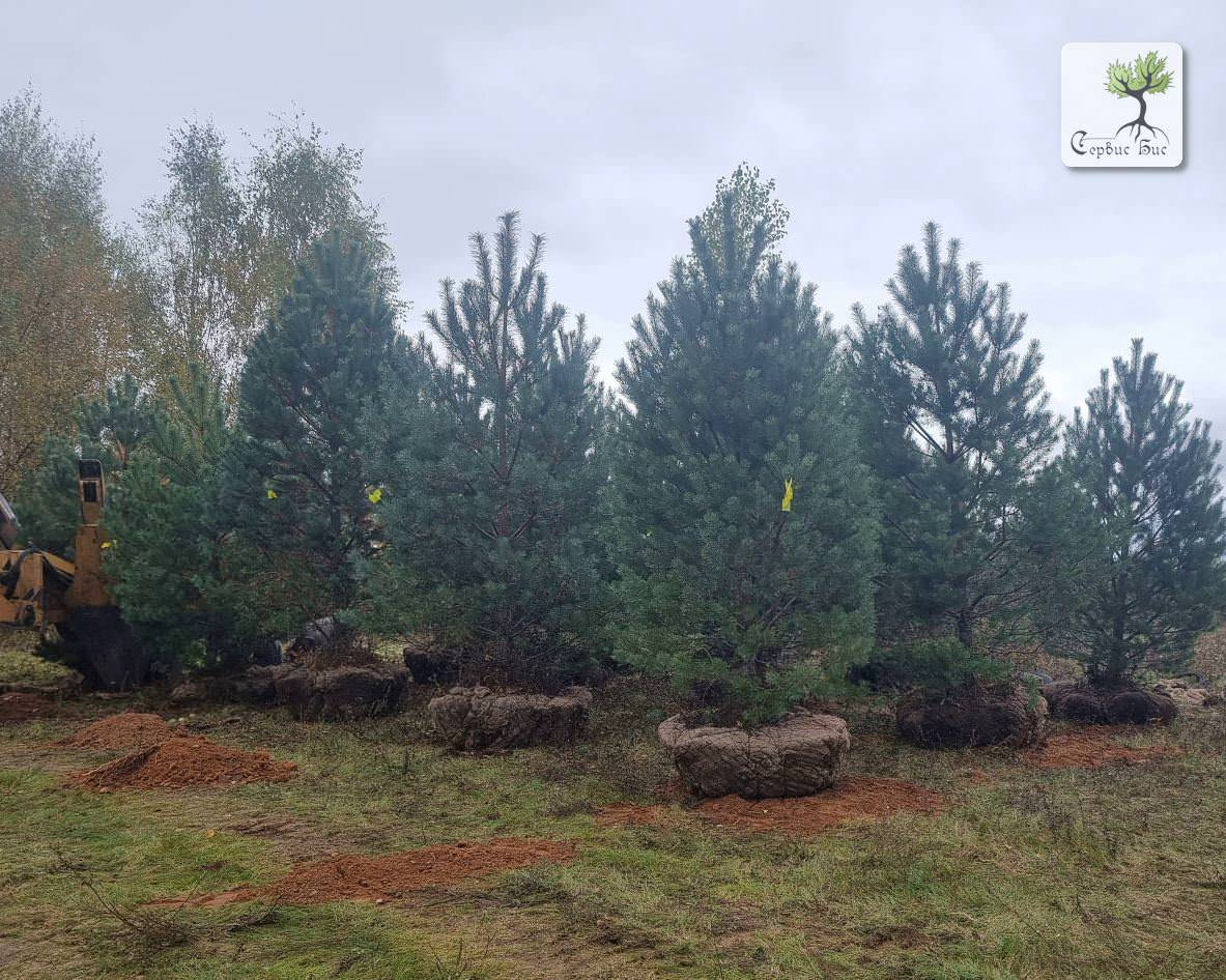 Пересадка крупномерных деревьев в Спб и Ленинградской области