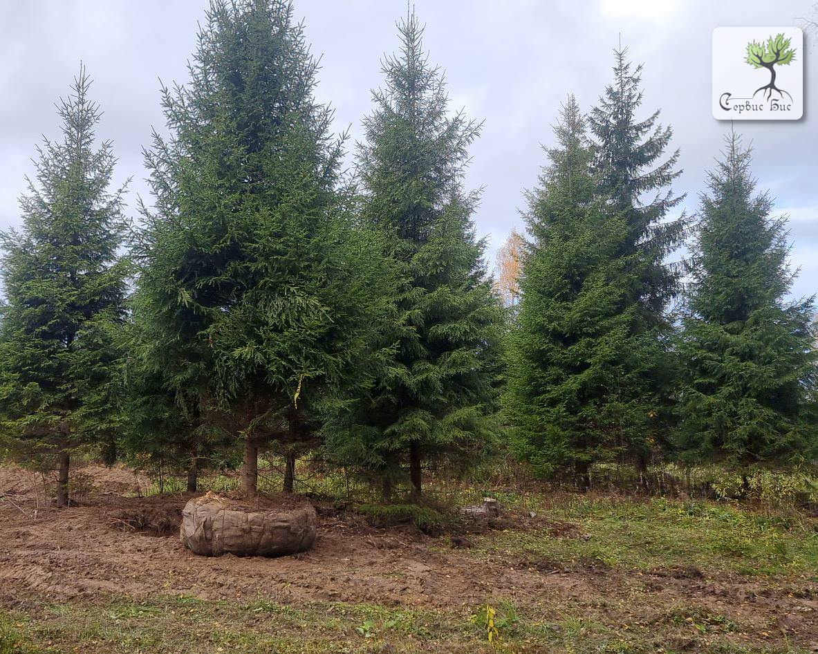 Пересадка крупномерных деревьев в Спб и Ленинградской области