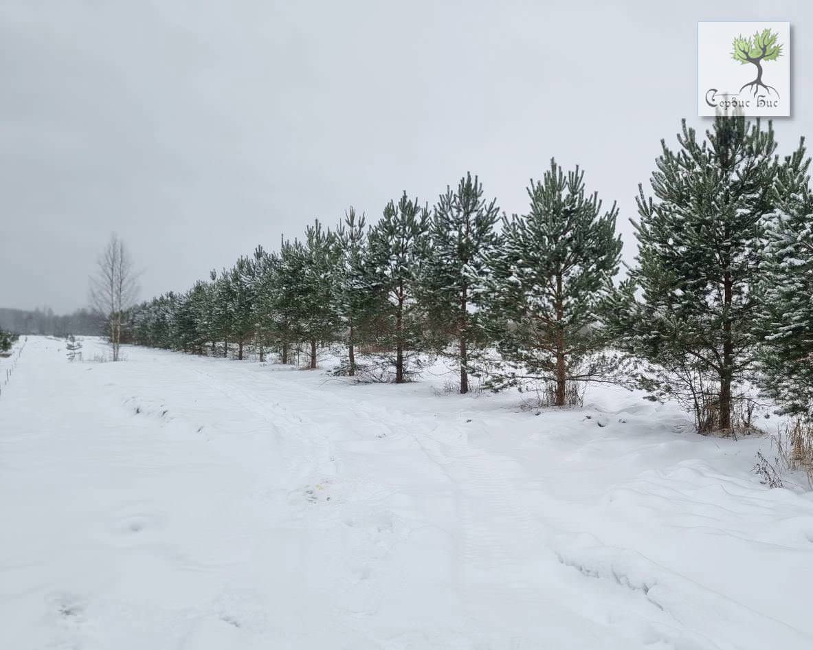 Пересадка крупномерных деревьев в Спб и Ленинградской области