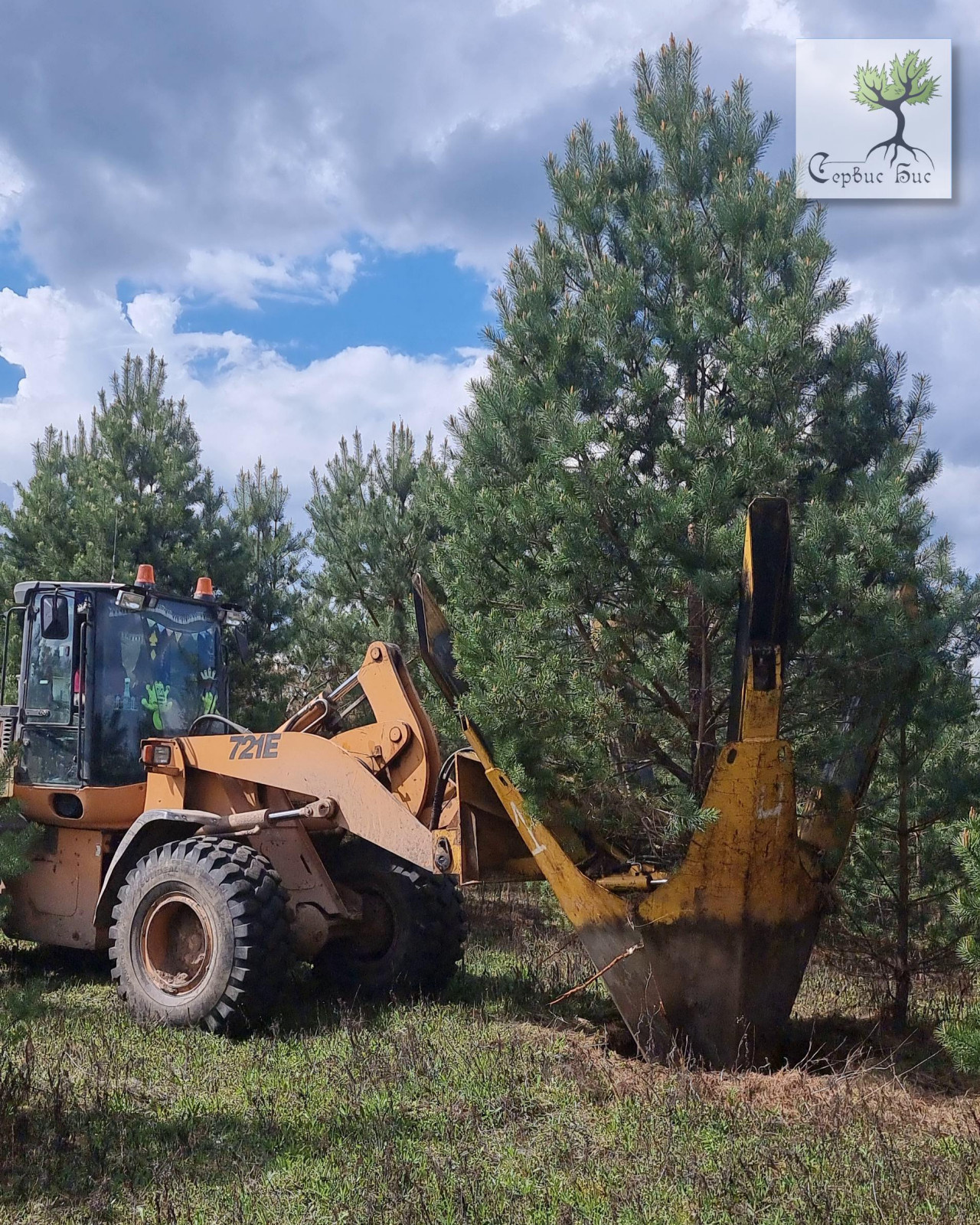 Пересадка крупномерных деревьев в Спб и Ленинградской области