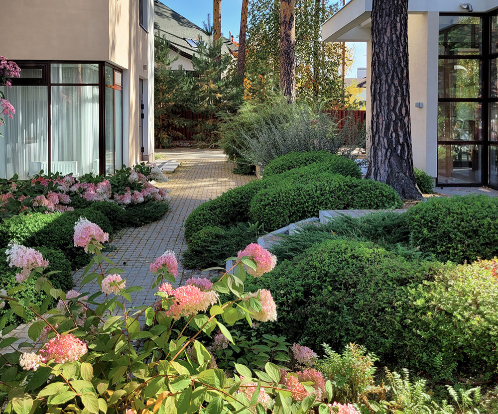 Между большими соснами. Формирующая обрезка.