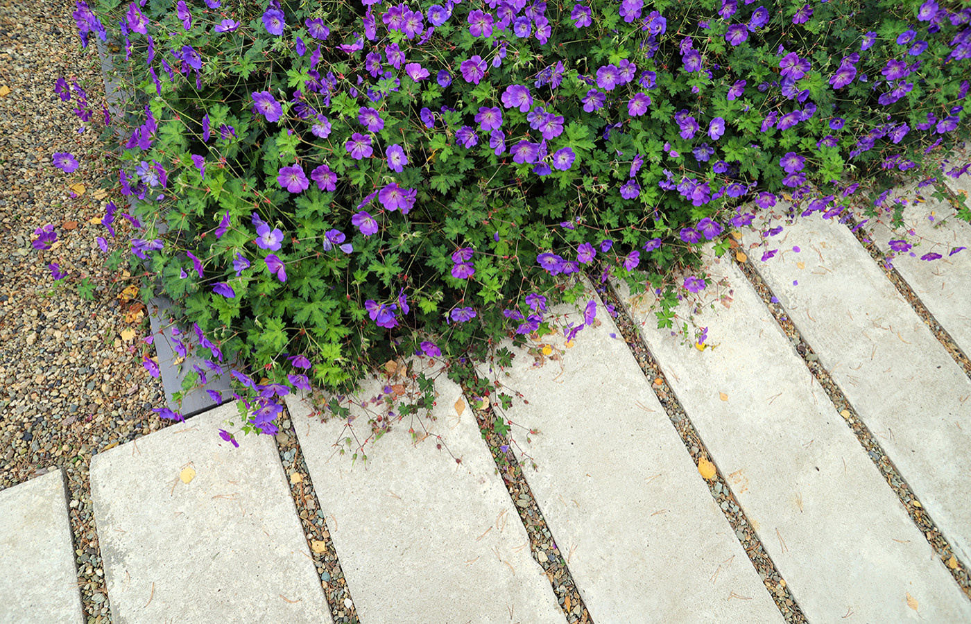 Сад у тёмных бревен