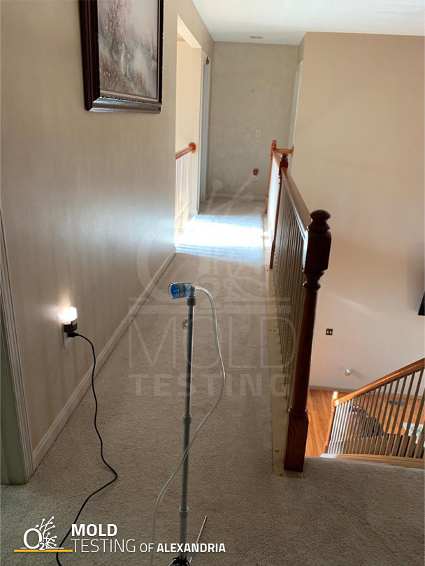 Mold Testing in Alexandria