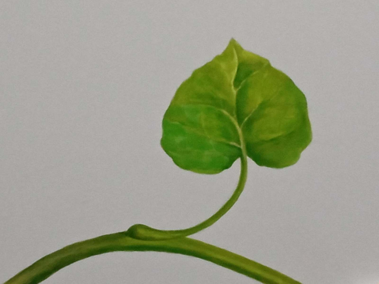 Роспись потолка на кухне