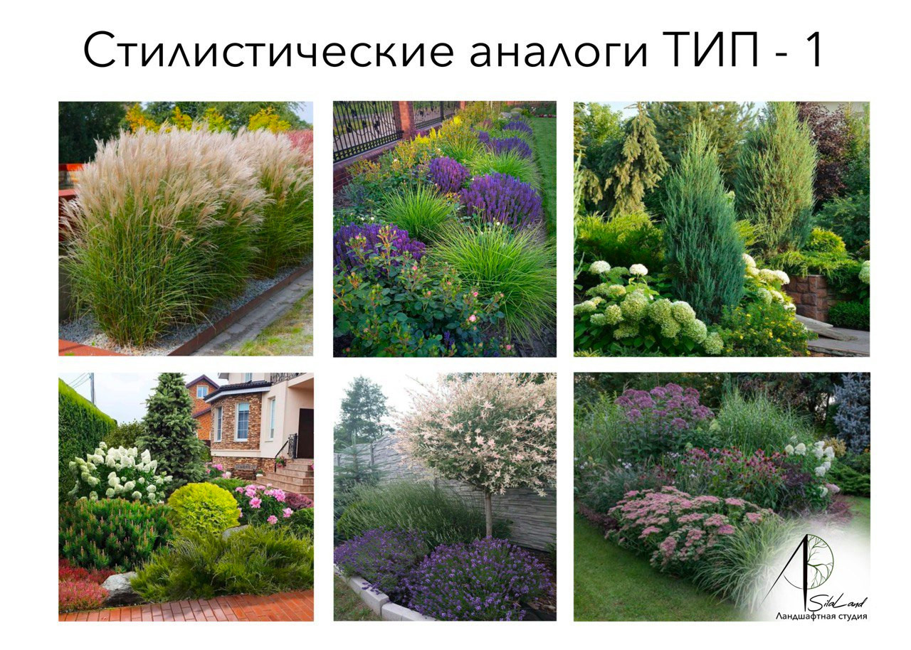 Солнце в кронах
