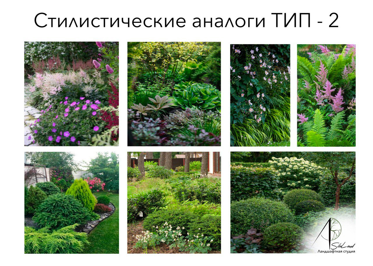 Солнце в кронах