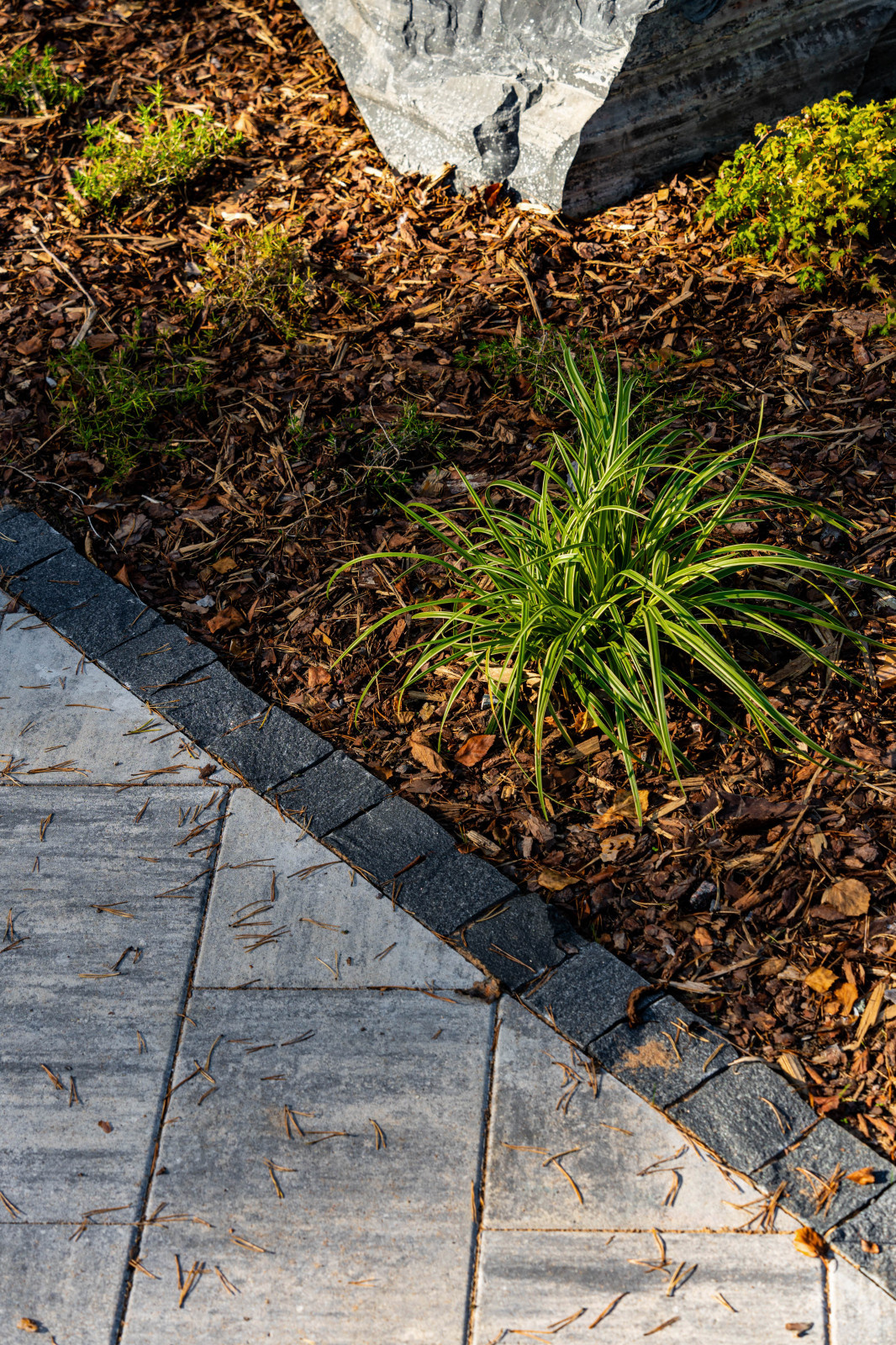 Репино парк