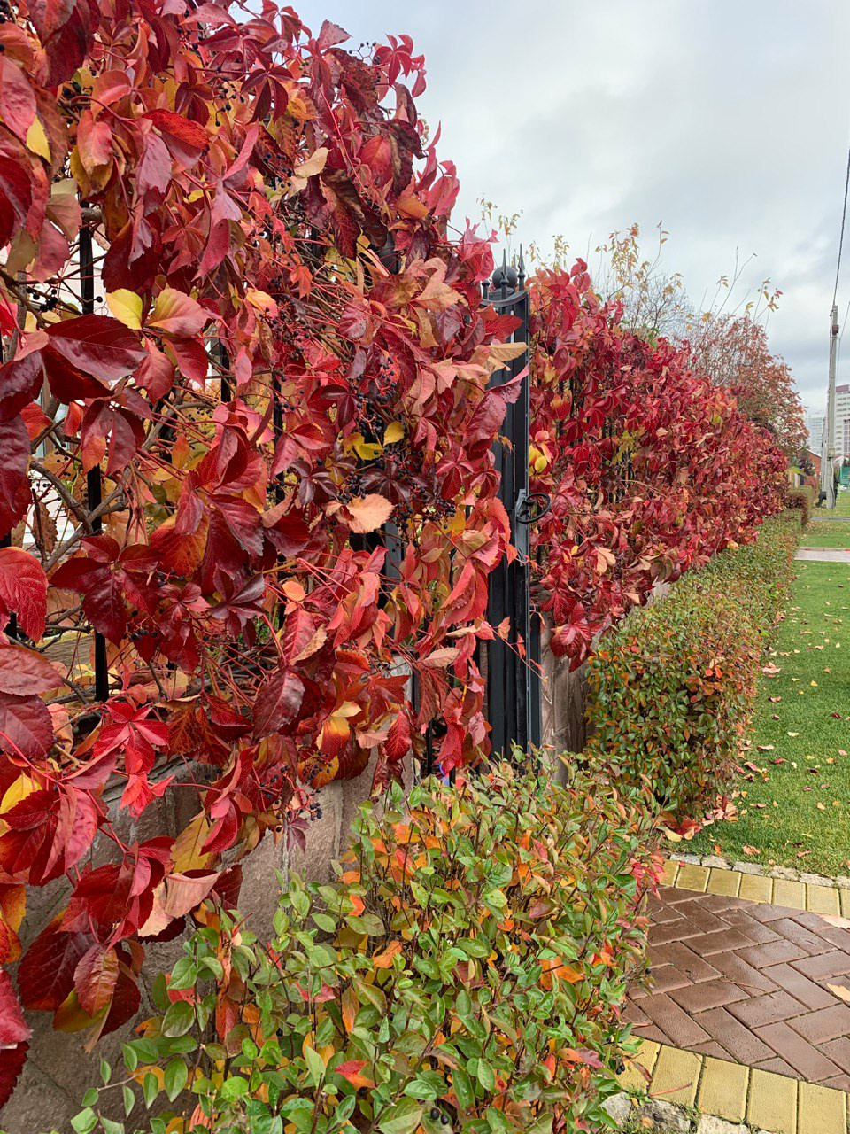 Сад свежести