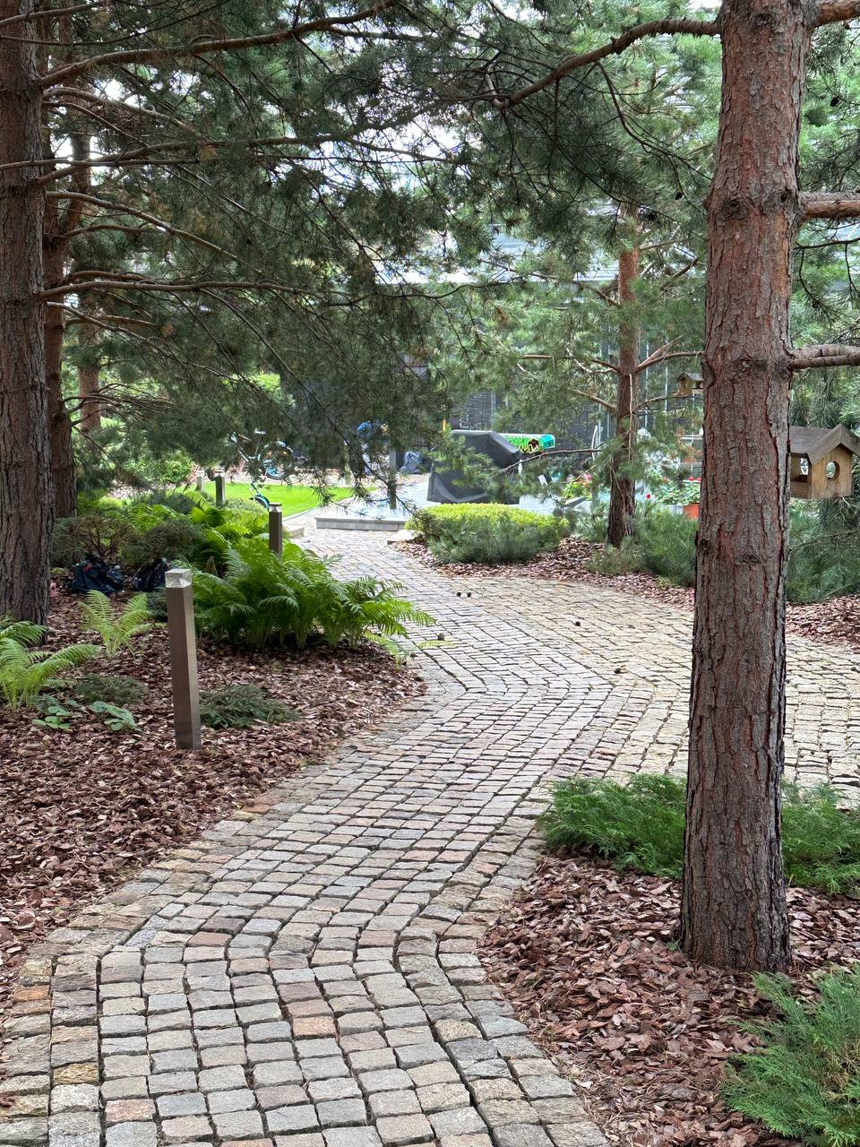 Золотой карп