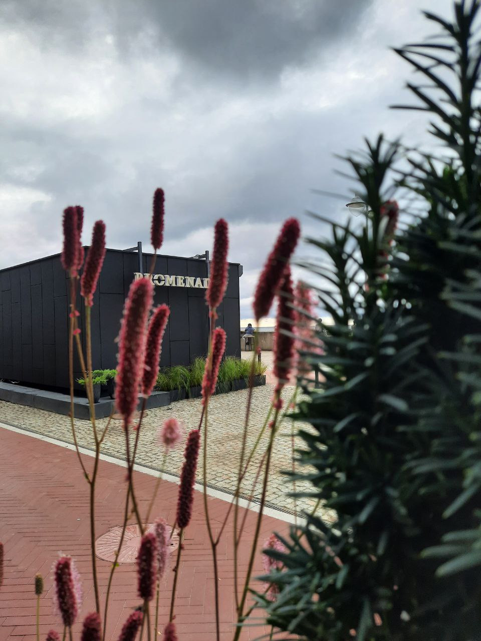 Озеленение территории возле Бювета в Светлогорске