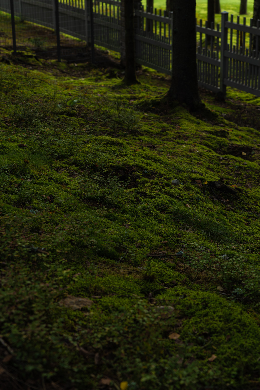 Сад на склоне