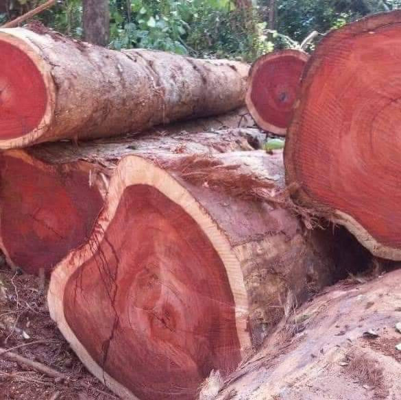Delivery of tropical woods and lumber from DR Congo