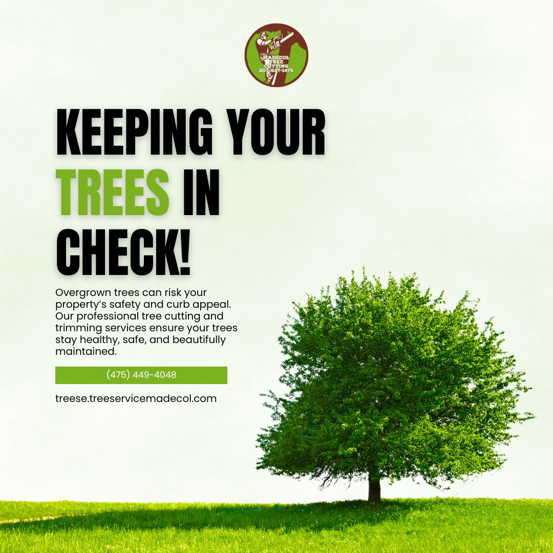 Tree Maintenance in New Haven, CT