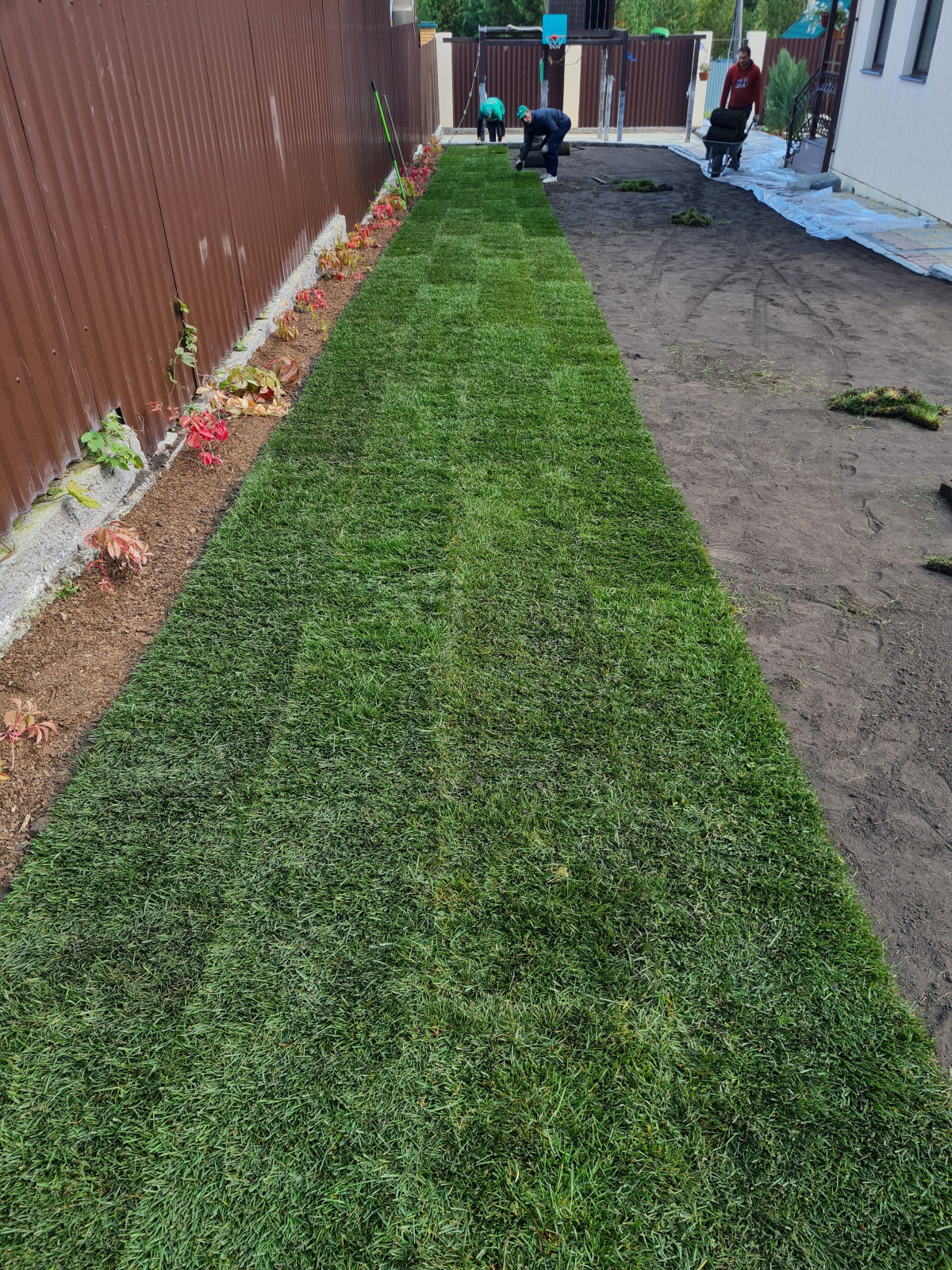 Рулонный газон Красноярск