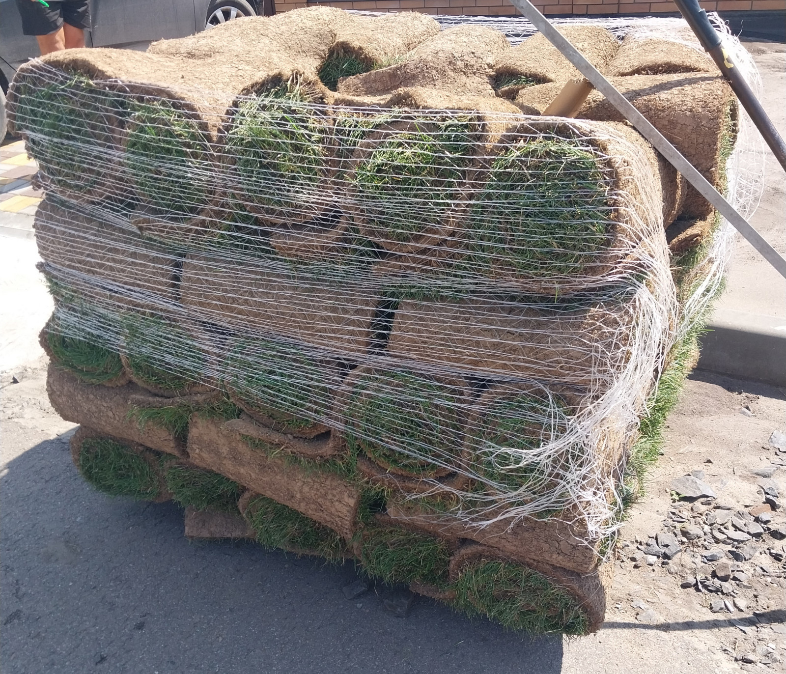 Посев газона