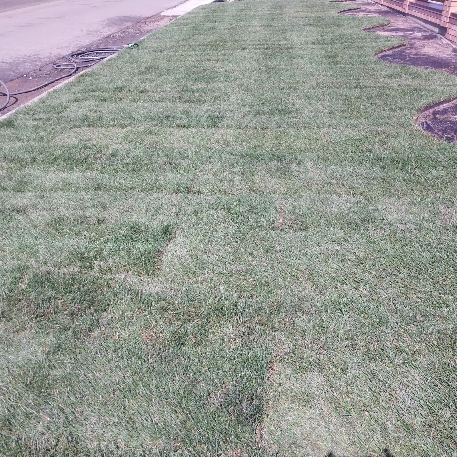 Посев газона