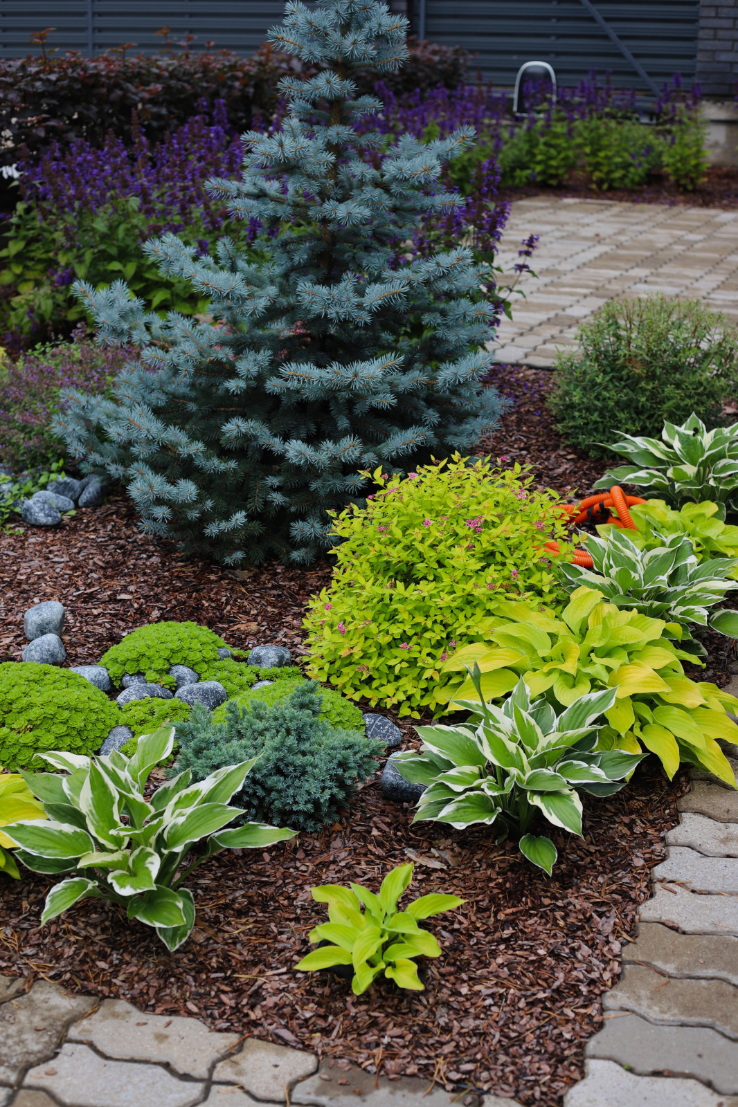 Хвойная Тишина