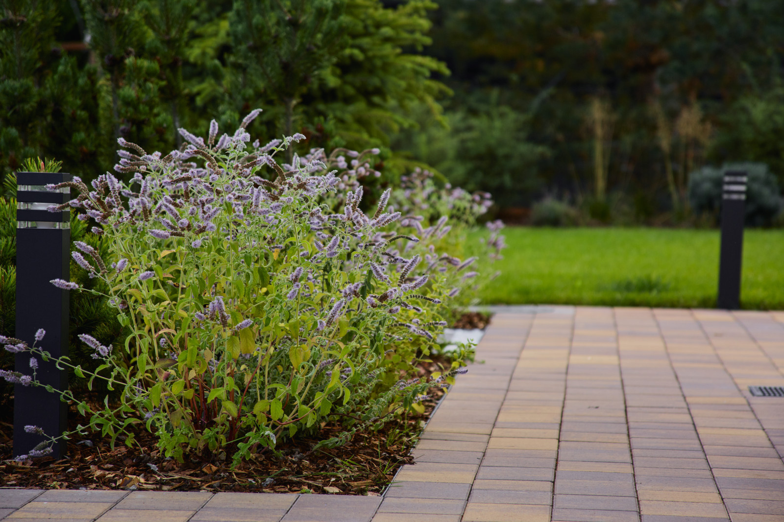 Репино Парк