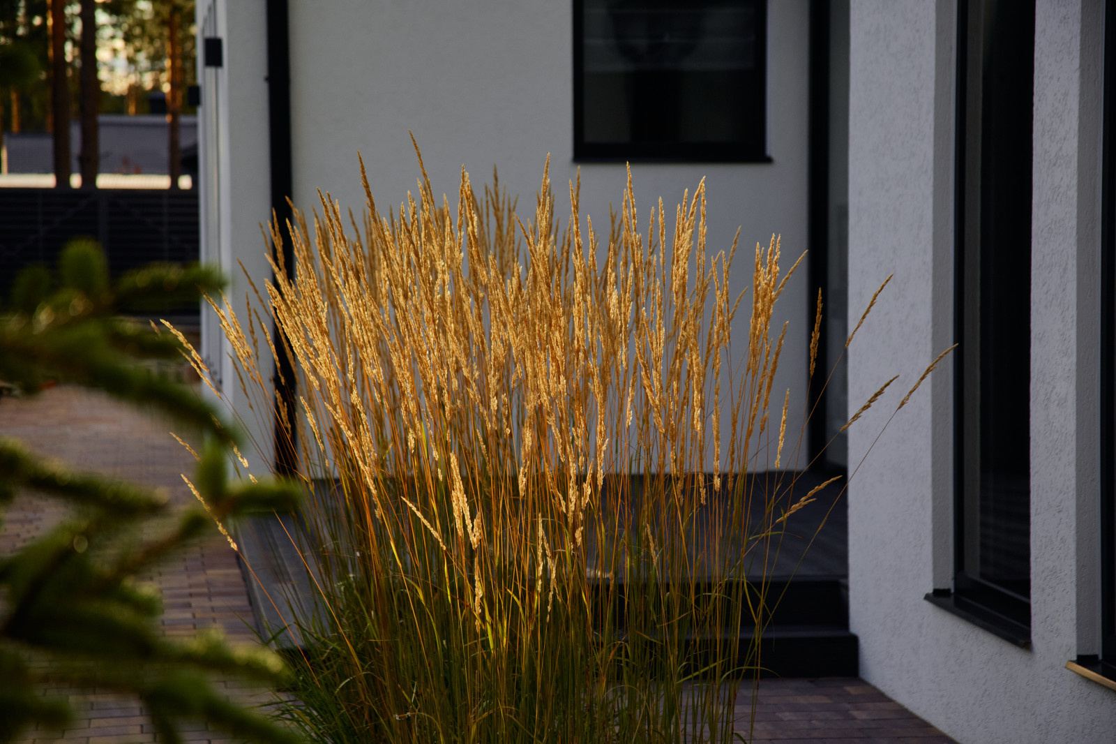 Репино Парк