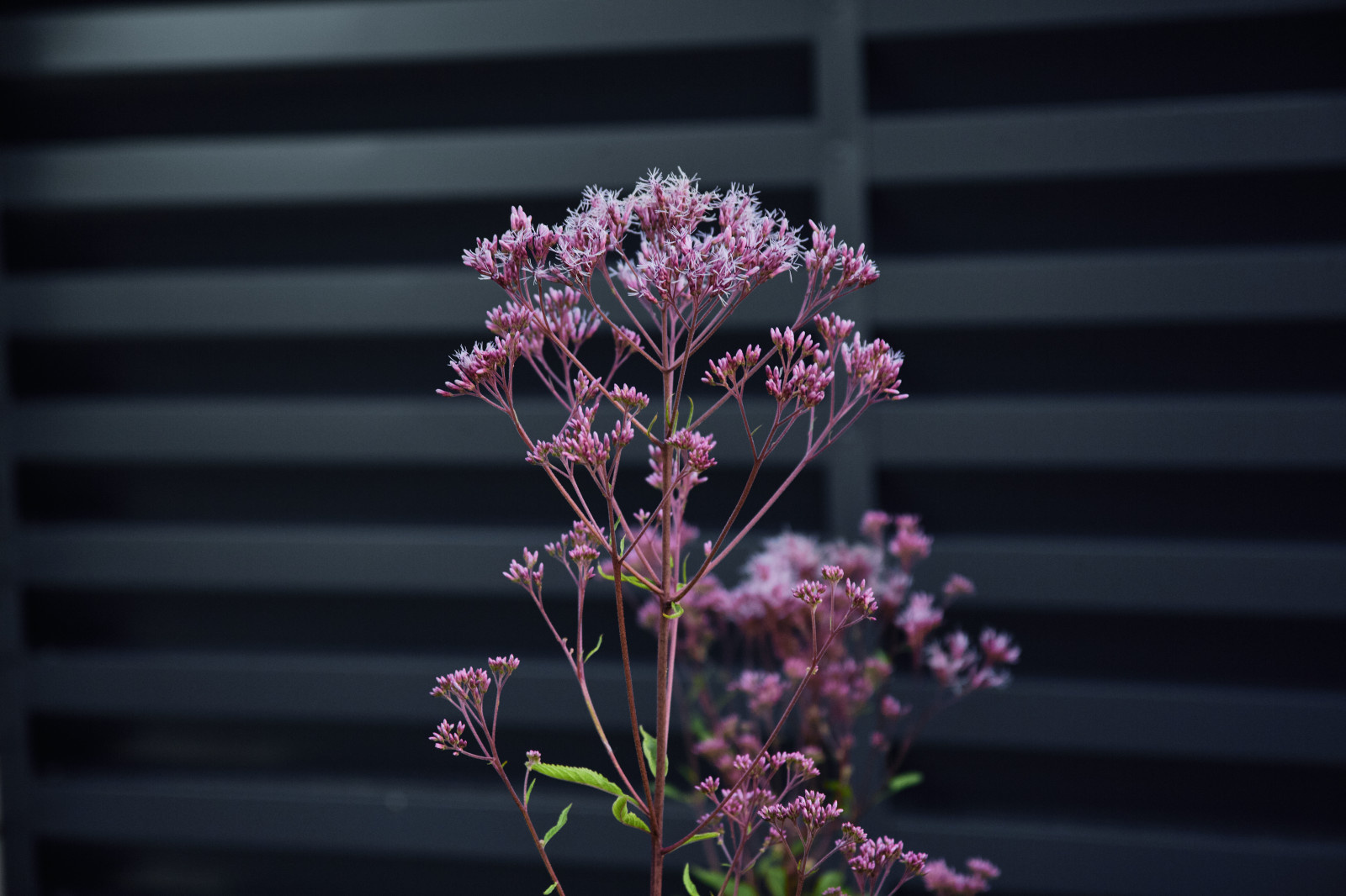 Репино Парк