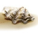 Flash Ceramic