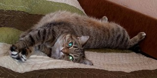 Татьяна Ломаченко