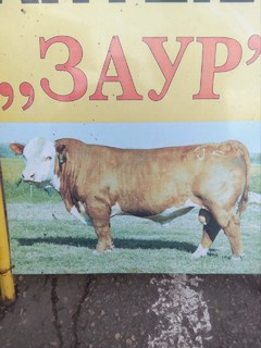 Заур Золотарев