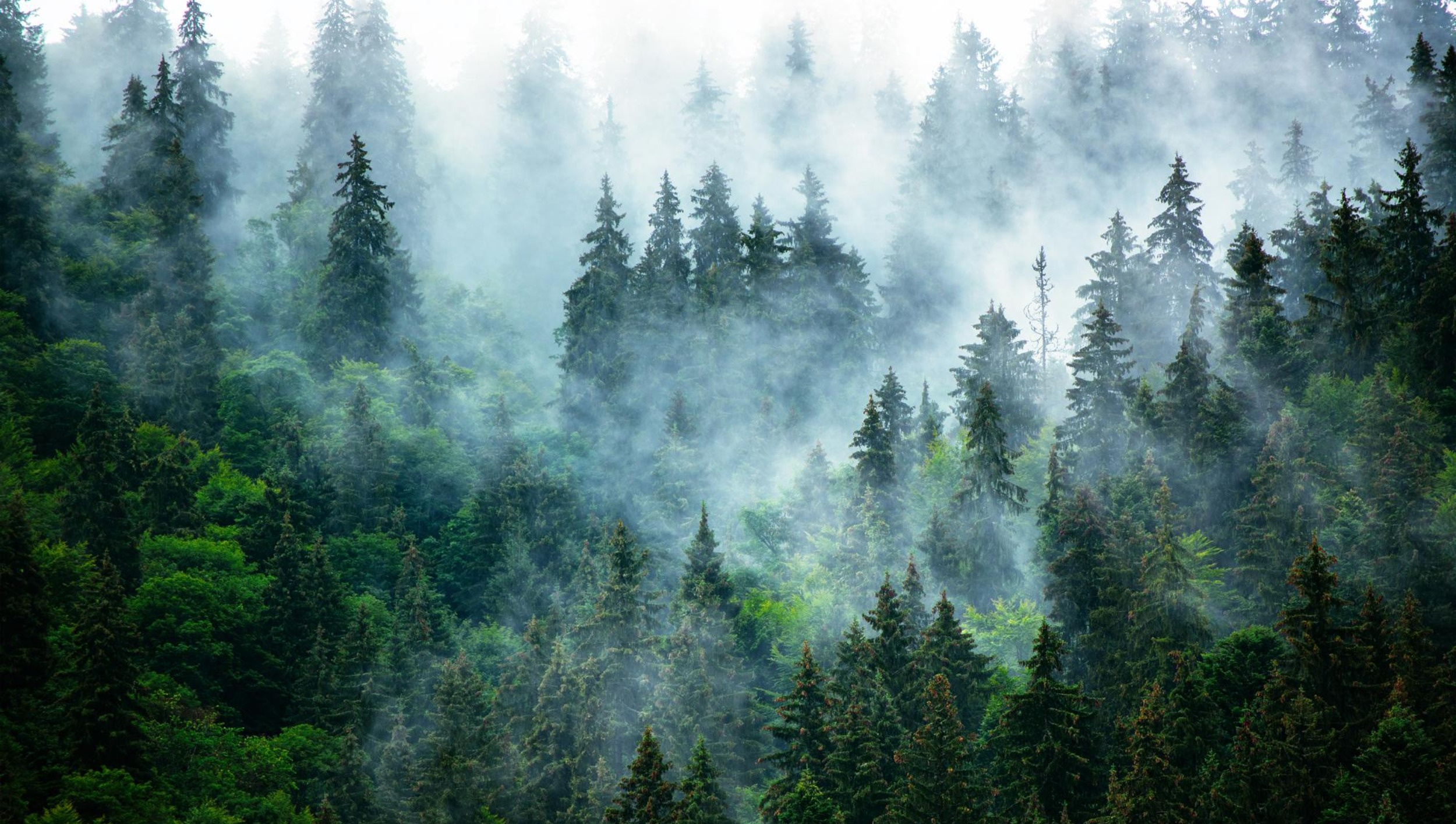 Петров Николай