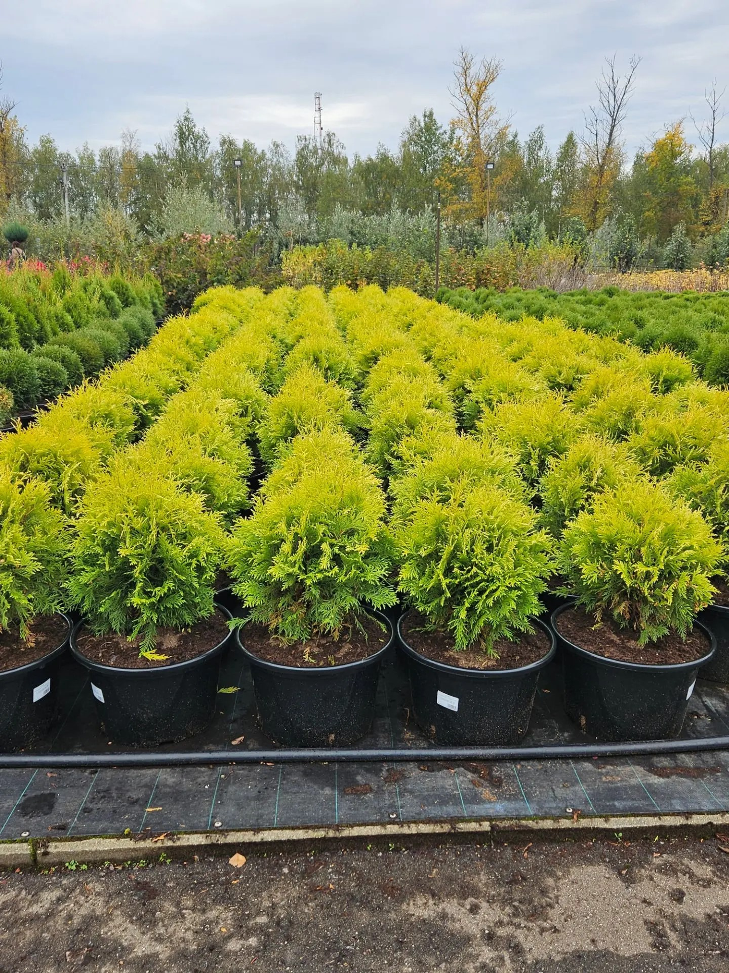 Растения Грин Шоп