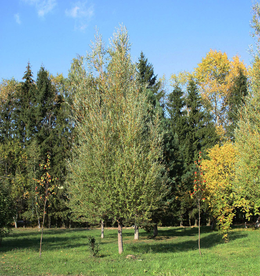 Лапино участок у реки