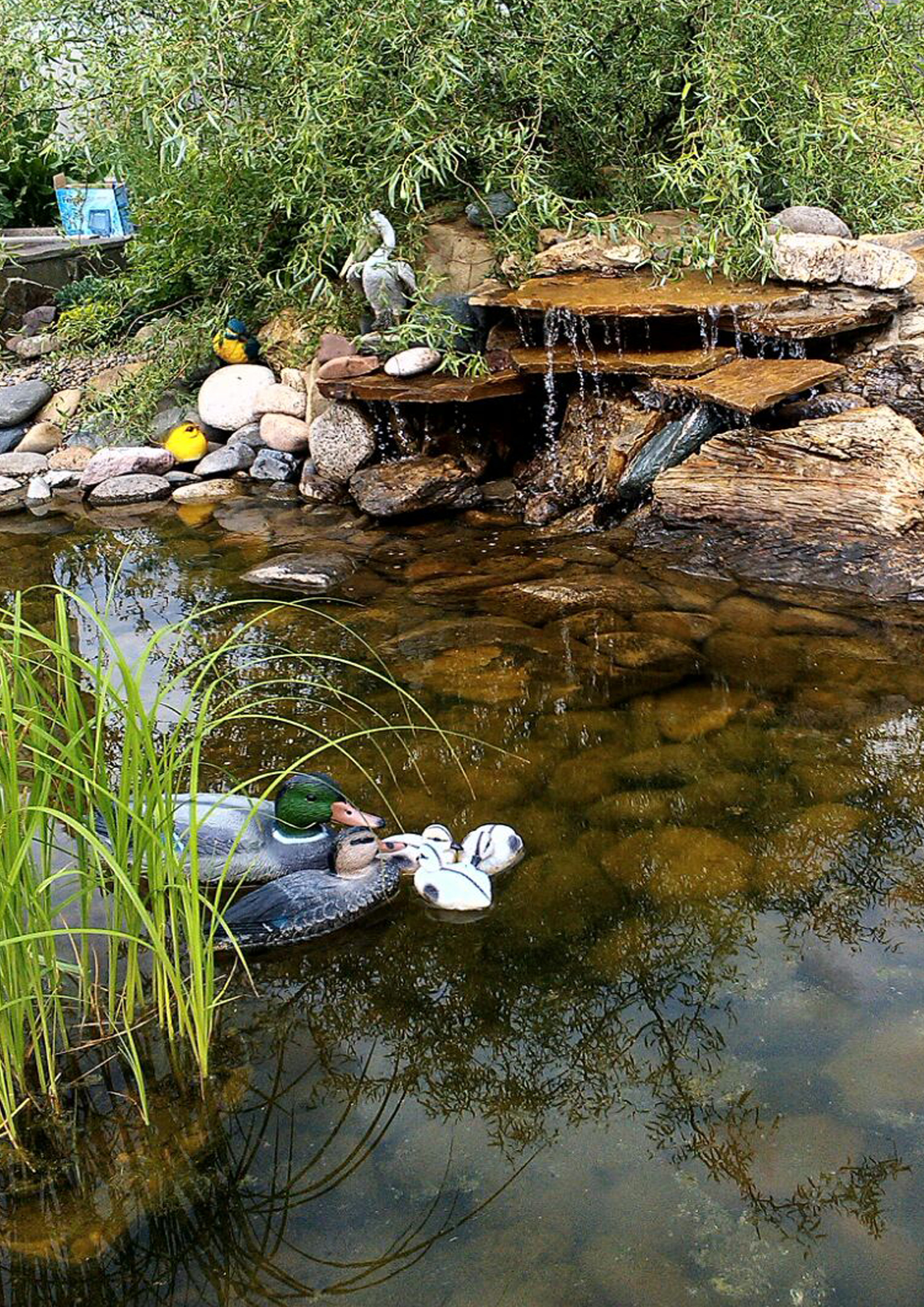 Водоемы. Рокарии.