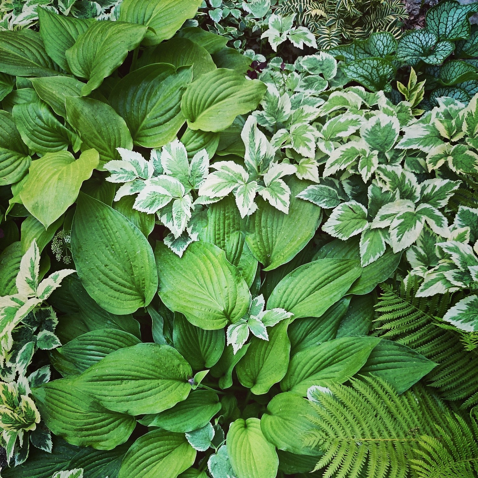 Работа над ошибками: Что пошло не так на клумбе