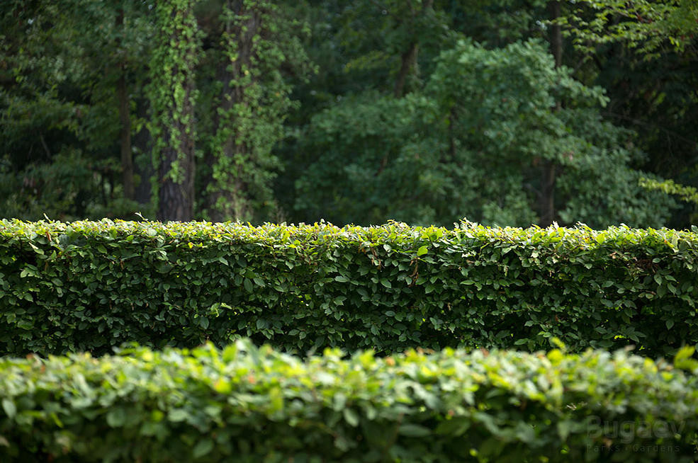 Зеленая роща