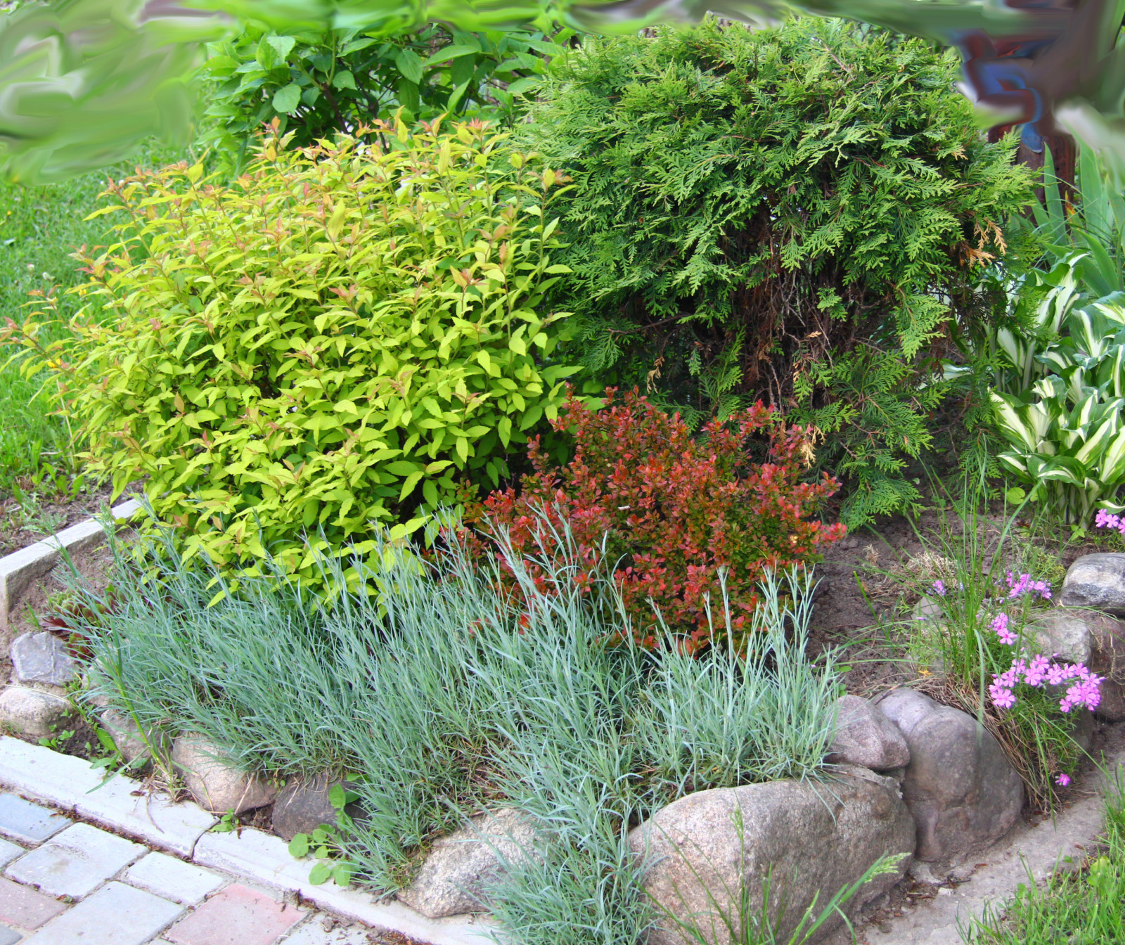 Готовимся к зиме: Выбор морозоустойчивых деревьев и кустарников