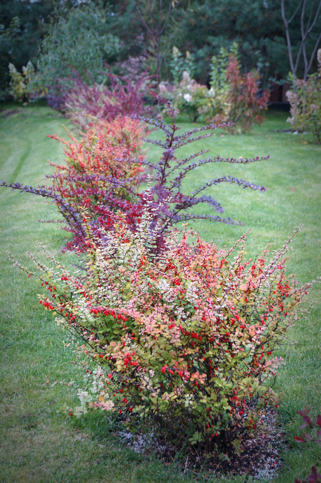 Обложка альбома: Цветы