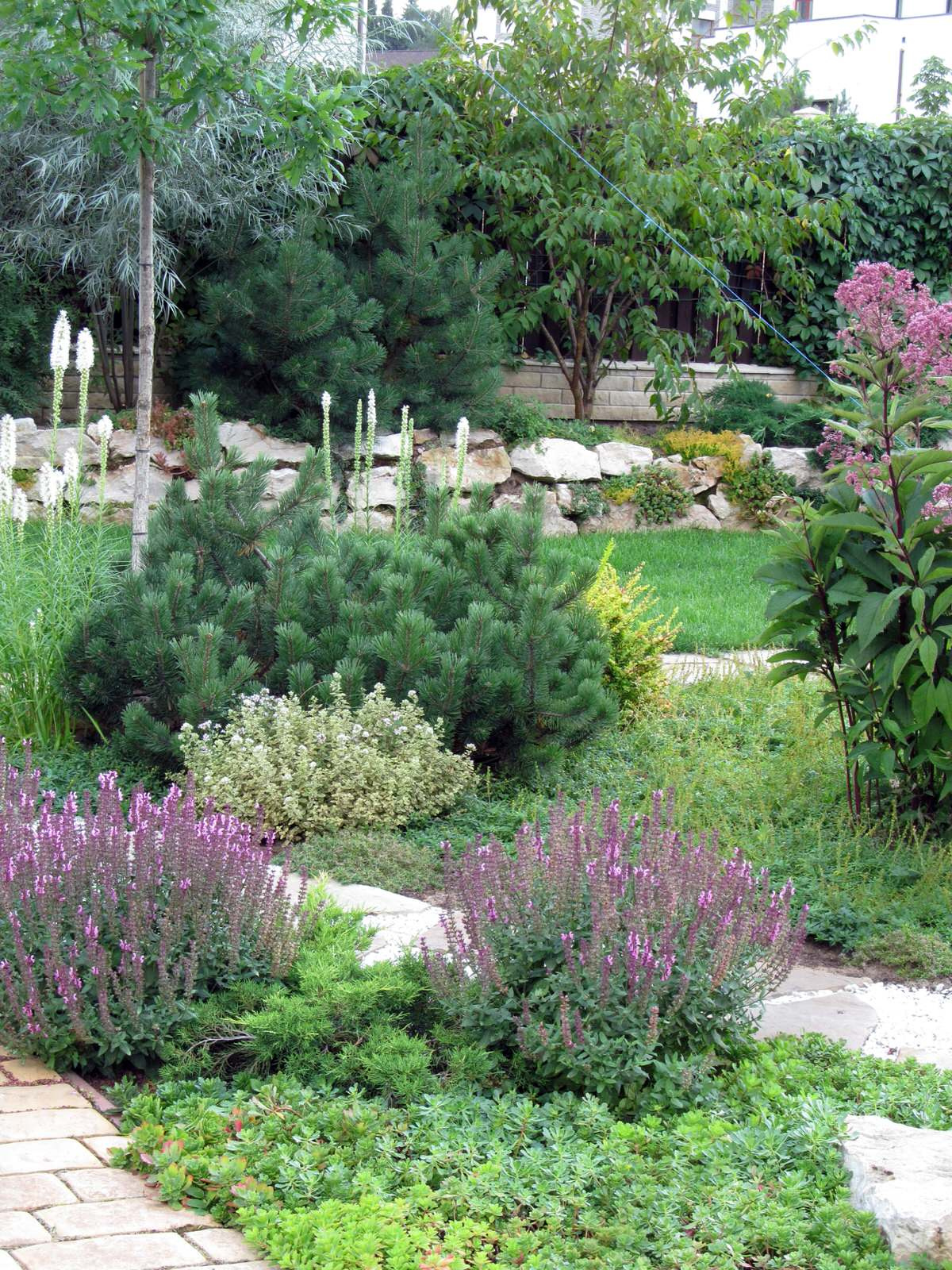 Горные сосны в ландшафте