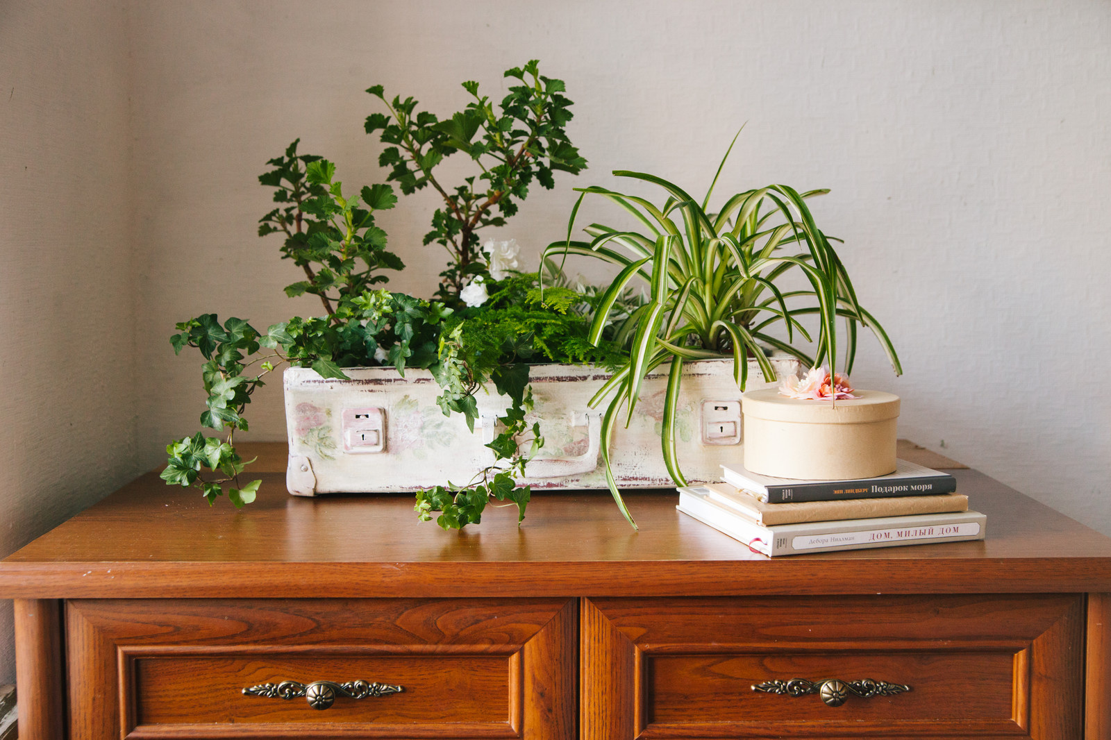 Как правильно: Ухаживать за комнатными растениями осенью