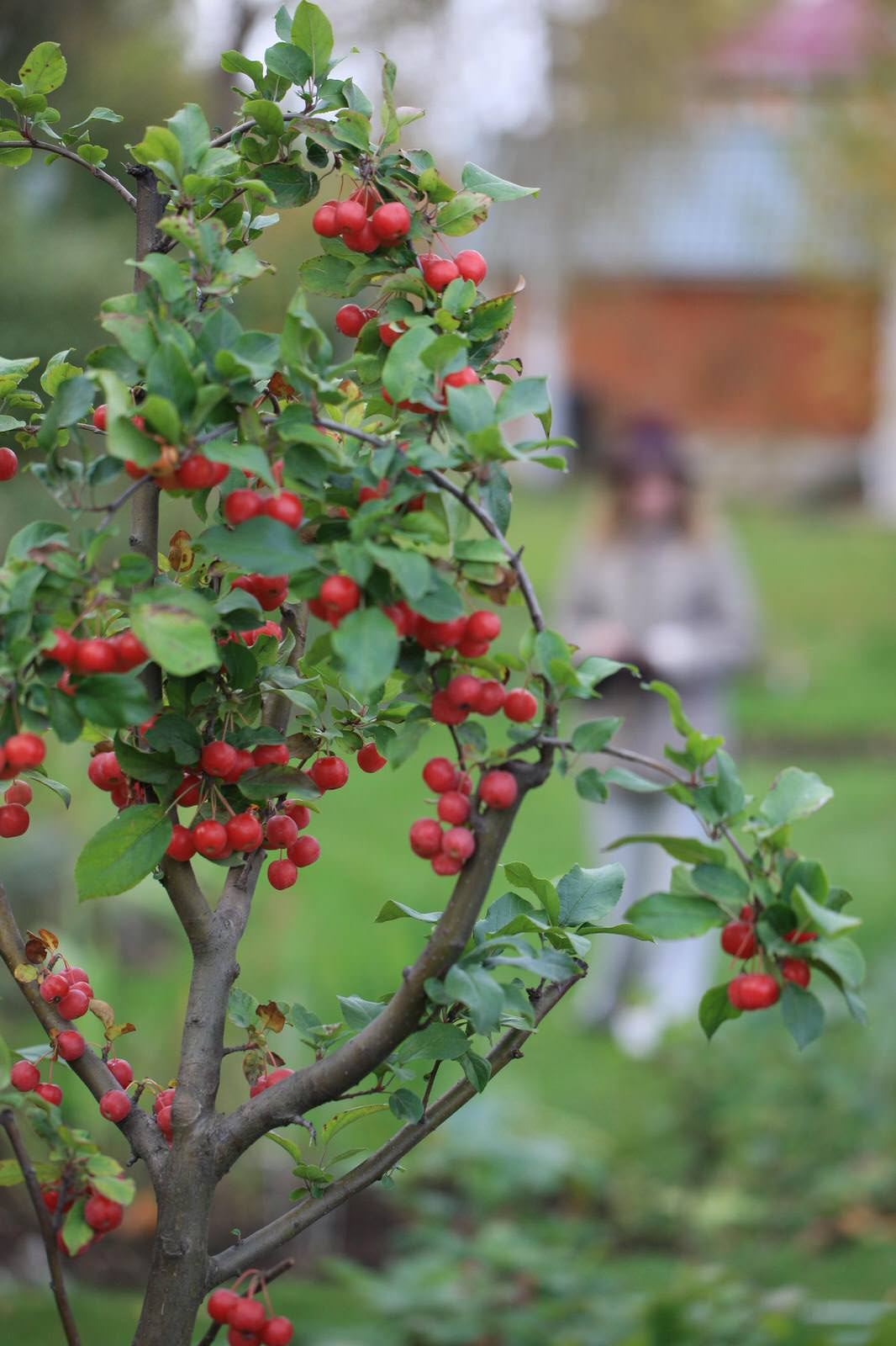 Дизайн-дебаты: О чем спорить с соседями, если ты садовод
