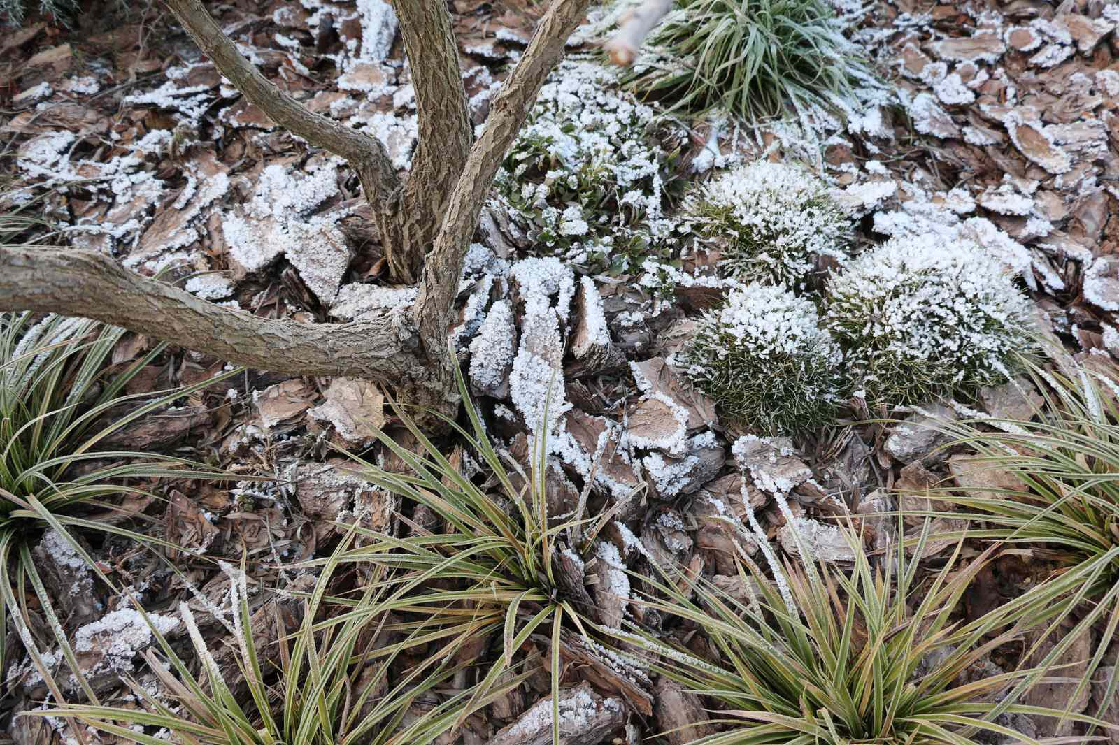 Вопрос: Какие работы важно проводить в саду зимой