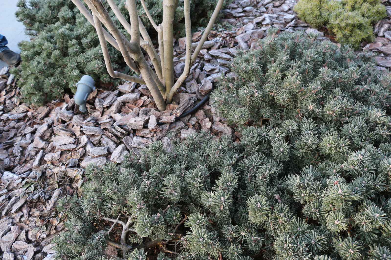 Проект недели: Всесезонный сад на 7 сотках