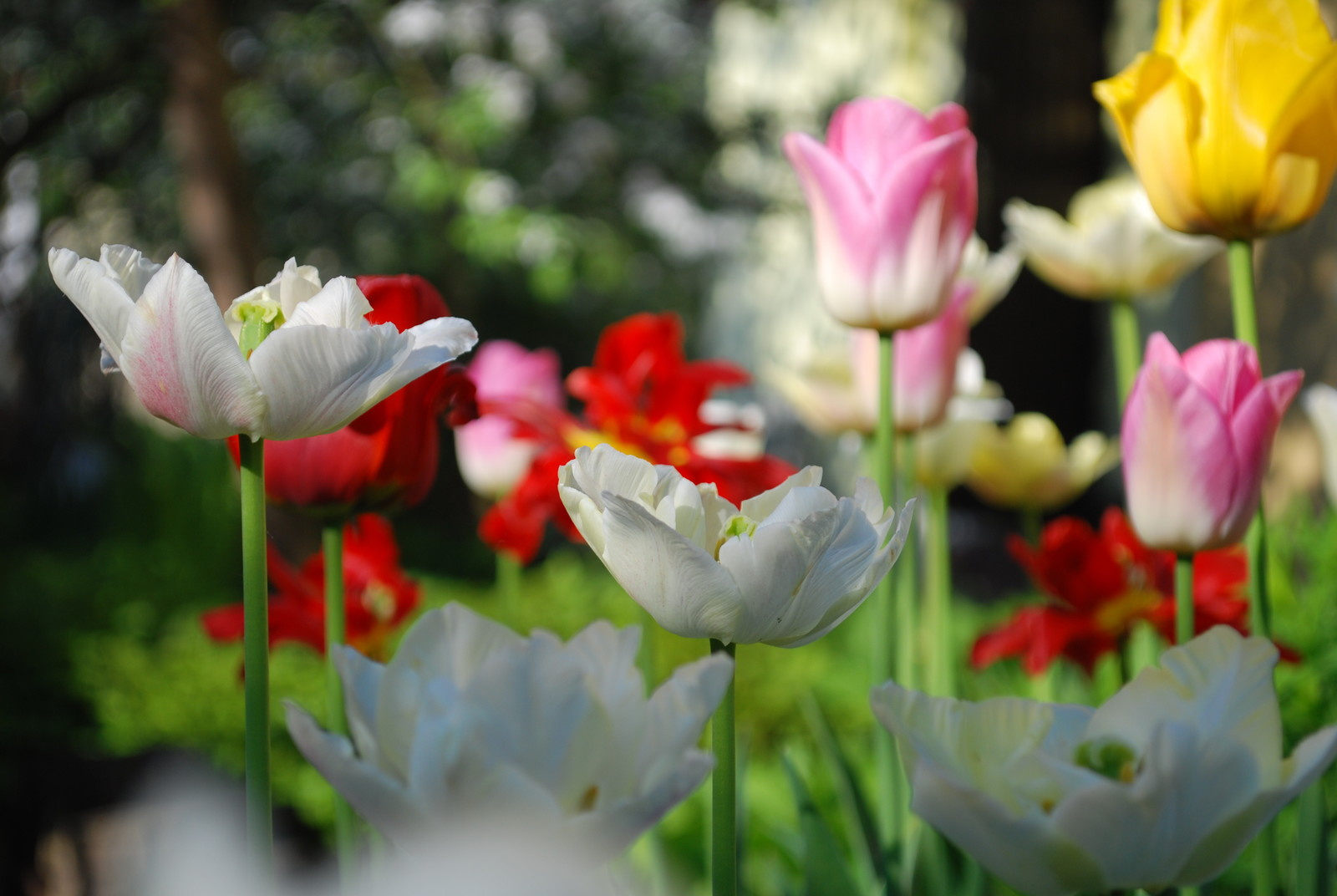 Кушать подано: Гид по питанию садовых и овощных культур